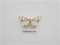 藏品(尺蛾592.1)的圖片